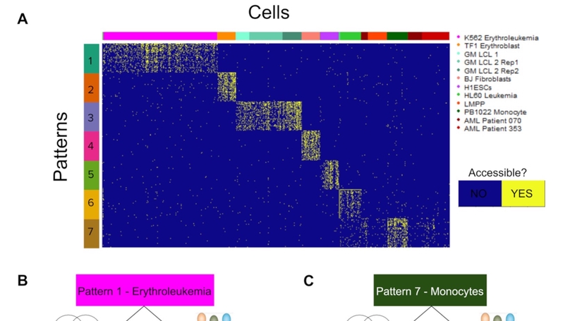 Matrix factorization and transfer learning uncover regulatory biology across multiple single-cell ATAC-seq data sets