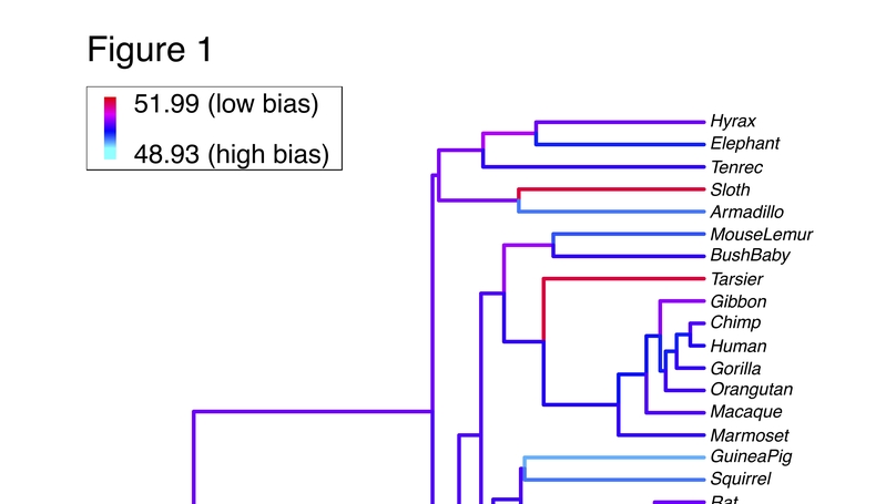 Effective population size does not predict codon usage bias in mammals