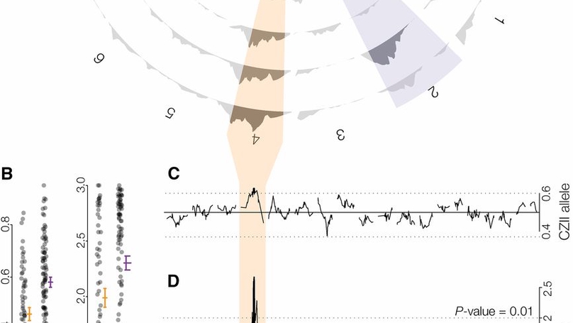 The evolution of polymorphic hybrid incompatibilities in house mice