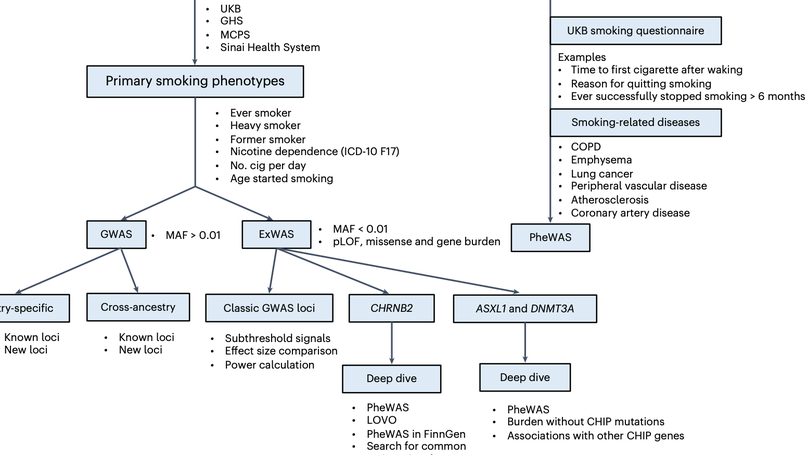 Rare coding variants in CHRNB2 reduce the likelihood of smoking